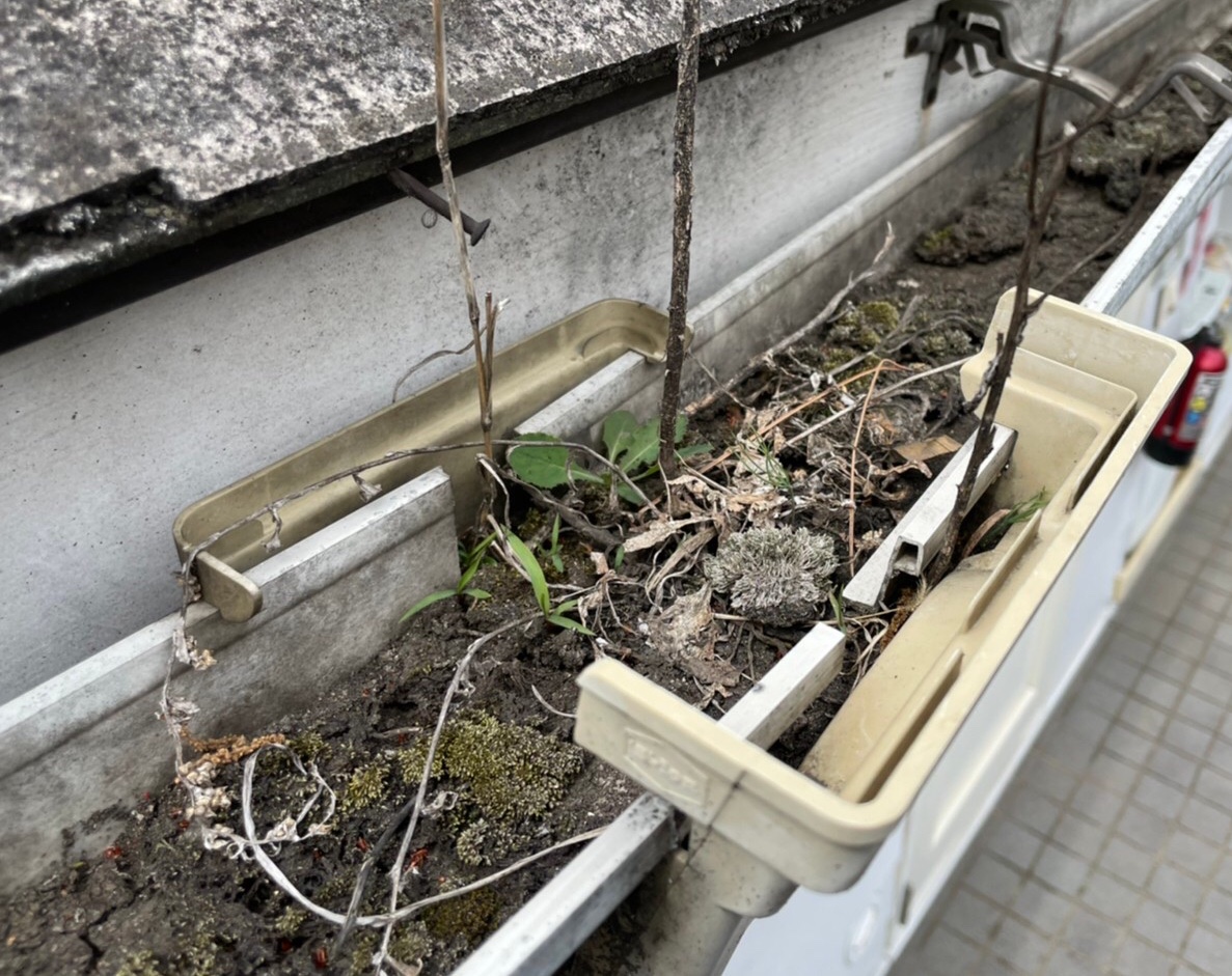 雨樋 雨樋